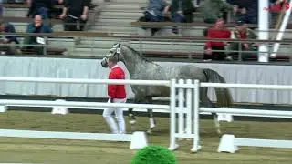 Unique v. Untouchable-Balou du Rouet, geb. 2019