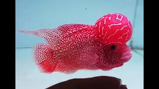 Kamfa GB Golden Base Full Red Color Super Big Head Strong Body Flowerhorn Red VN094