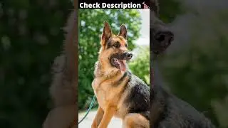 Most Dangerous👿Dog  Breed in the world | #shorts #ytshorts #tiktok #reels #status #evil #fighter