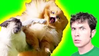 KITTY SMACK!