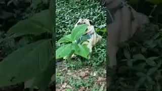 Hilarious Pug Attempts To Disappear Behind Plant