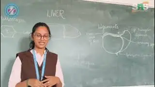 Anatomy of liver 
