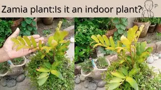 Zamia plant is an indoor plant| how to care & grow zamia plant☘️کیا یہ پودا کٹنگ لگتا ہے یا نئی