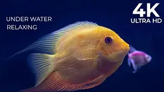 Soothing Underwater Music for Calm Minds | Underwater Vista