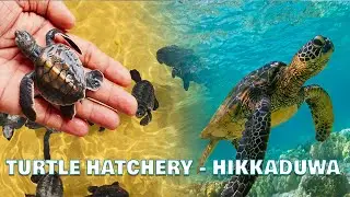 Turtle Hatchery - Hikkaduwa