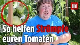 M&ouml;hrchen-Patrick erkl&auml;rt, wie ihr mit Feinstrumpfhosen bessere Tomaten z&uuml;chtet