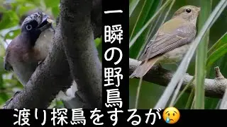 10月7日 カケス 渡り野鳥も一瞬の秋ヶ瀬公園探鳥