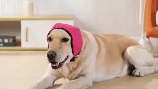 VD121 Dog Soothing Headgear Earmuffs