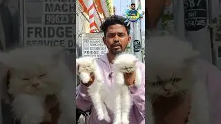 🤯💥Persian cat white 😍🐈 Broadway pet market chennai #shortfeed #shorts #trending