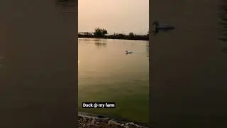 duck @my farm. # #manmedha #supportme #nature #trending #farming #ytshorts #duck