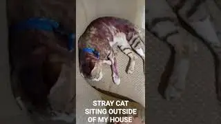 Street cat sitting alone outside of my house 😞.so cute😘