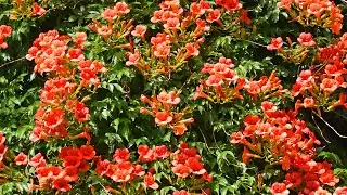 How to plant Hummingbird Vine