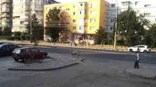 Ciobanesc orasean