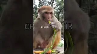 🐒 Funny Monkey Antics! 🙈