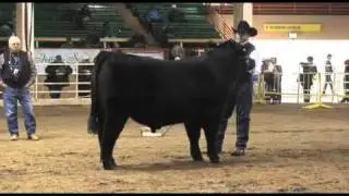 Angus Bull Show National Western Stock Show 2011