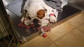 Dr. Kraemer Vet4Bulldog Rocky Bulldog Anesthesia Recovery