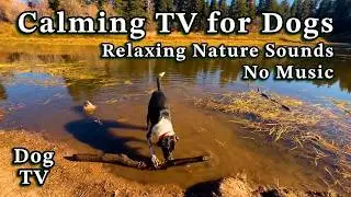 Dog TV for Anxiety & Boredom | Peaceful Mountain Hike | 1 Hour