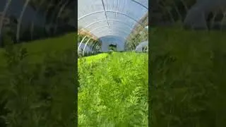 Summer carrot succession #diygardening #plant #mygarden #marketgarden #farming