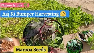 Green Leaf 🌿 Harvesting 🤗 | Ek Naye Flower Plant Ke Seeds Laga Diye 🌱 | Aaj Ki Harvesting 🤗