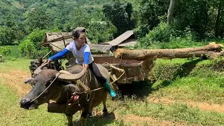 Agricultural vehicles transporting timber, self-purchased trees and felling trays