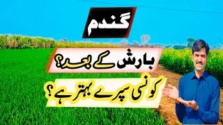 What are the best Spray on Wheat After Rainfall | Wheat herbicide 