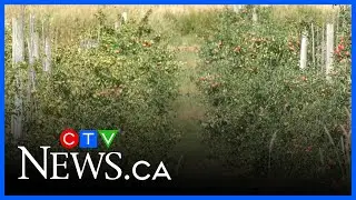 How dry conditions are affecting fruit crops