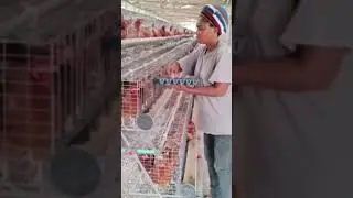 27.78% eggs production today at 24 weeks #poultryfarm #eggproduction #poultry_business #egghandling