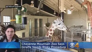 Cheyenne Mountain Zoo: 'Mahali' The Giraffe Needs Risky Procedure