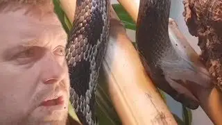 Snakes Are Smarter Then We Think UNTIL I Saw This #thenorthernexoticsshow