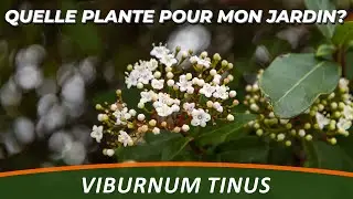 VIBURNUM TINUS - Quelle plante pour mon jardin?
