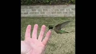 Finger Lickin' Good