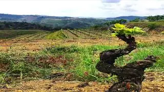 Teaser Trailer - Catalunya Wine 2015