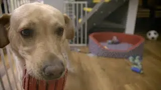 Support Dogs