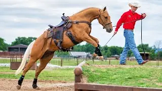 Method Ambassador Adam O'Daniel - Downunder Horsemanship