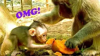 OMG!! Baby Maci Stealing Mom Merri Mango,But Mom pushing away|#Monkey Nightmare