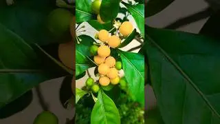 Solanum diphyllum Benefits | Plants Information