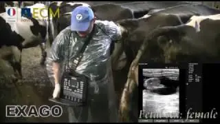 Exago Ultrasound Scanner used for Bovine Scanning