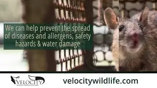 Velocity Rodent/Wildlife Control Jacksonville Florida 32224