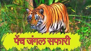 Pench National Park Safari | Best Tiger Reserve in Madhya Pradesh