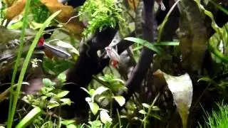 Imponierende Tanichthys micagemmae - Vietnamesische Kardinalfische
