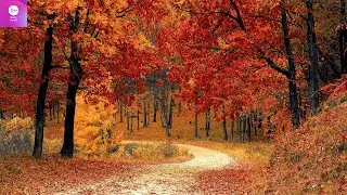 Deep Sleep Music | Amazing Forest Background | 8D Audio Music | Misty Mood