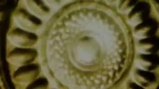 Siena Root - Root Rock Pioneers (Official Video)