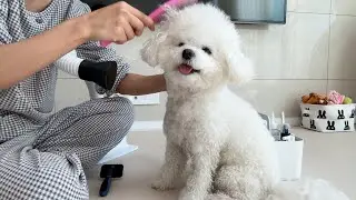 손님 오기 전, 제일 분주한 강아지