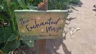Enchanted corn maze!!!!(kenyon hall farm)