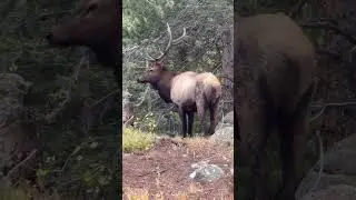 Is this call strong enough attract girls #bugle #elkrut #elk #fight #girl #subscribe #travel #sky