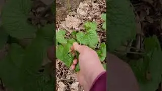 Чесночница черешчатая