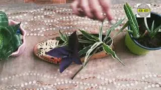 DIY #Shoe Planter