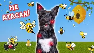 ¡Lana ATACADA por ABEJAS! 🐝 Conoce a su FAN #1 🤩 Un DÍA LLENO de SORPRESAS!