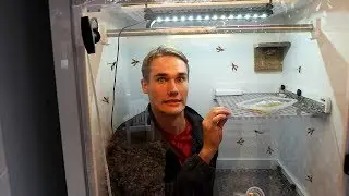 TRAPPED in my Wasp Habitat - Keeping Wasps as Pets
