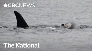 Famous grieving mother orca from endangered pod loses another calf